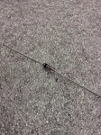 Piece Lot: 1N191 Itt Diode (NTE109 Equivalent). Fixed Price $30.00.