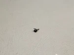 0417016-1 Cessna Spring. Fixed Price $11.00.