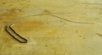 Beechcraft 95-A55 Baron Elevator Trim Wheel Control Chain 35-524314-10. Fixed Price $130.50.