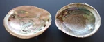 Abolone Shell Sage Holder Ash Tray Beach Home Decor. Fixed Price $18.39.