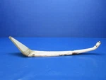 Early Cessna 182 Lh Main Gear Spring P/n 0741009-5 (0225-1250). Fixed Price $495.00.